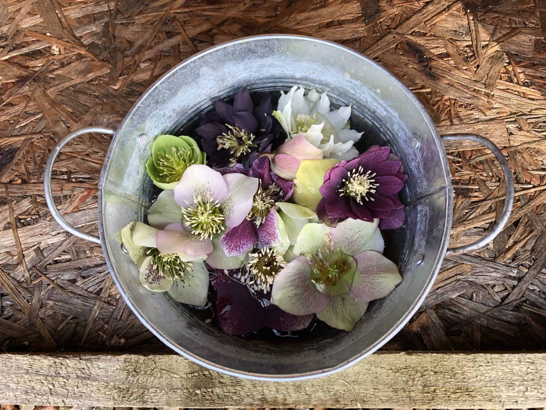 Bowl of Christmas Roses