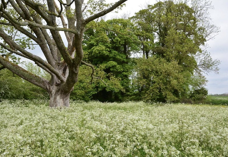 ‘Friends’ step up to launch Abbey Fields supporter programme