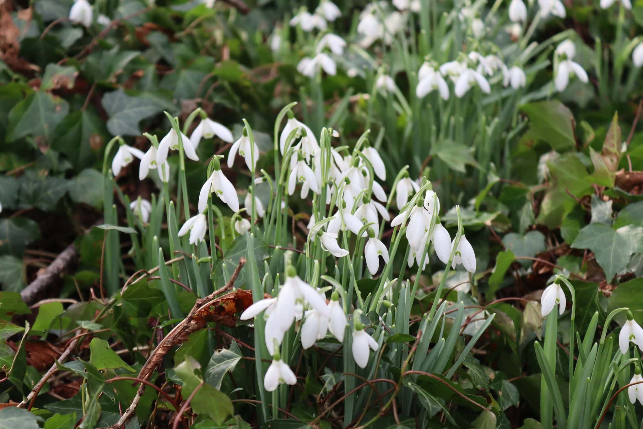 Histon Manor backs children’s charity for 2025 fundraising