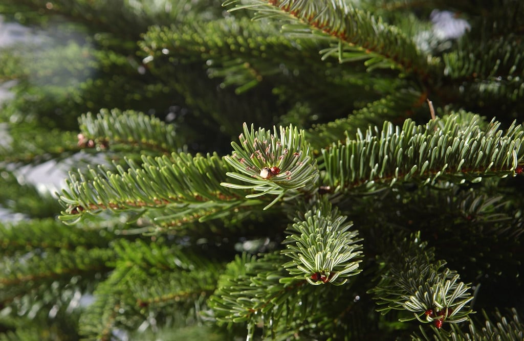 Christmas tree disposal arrangements