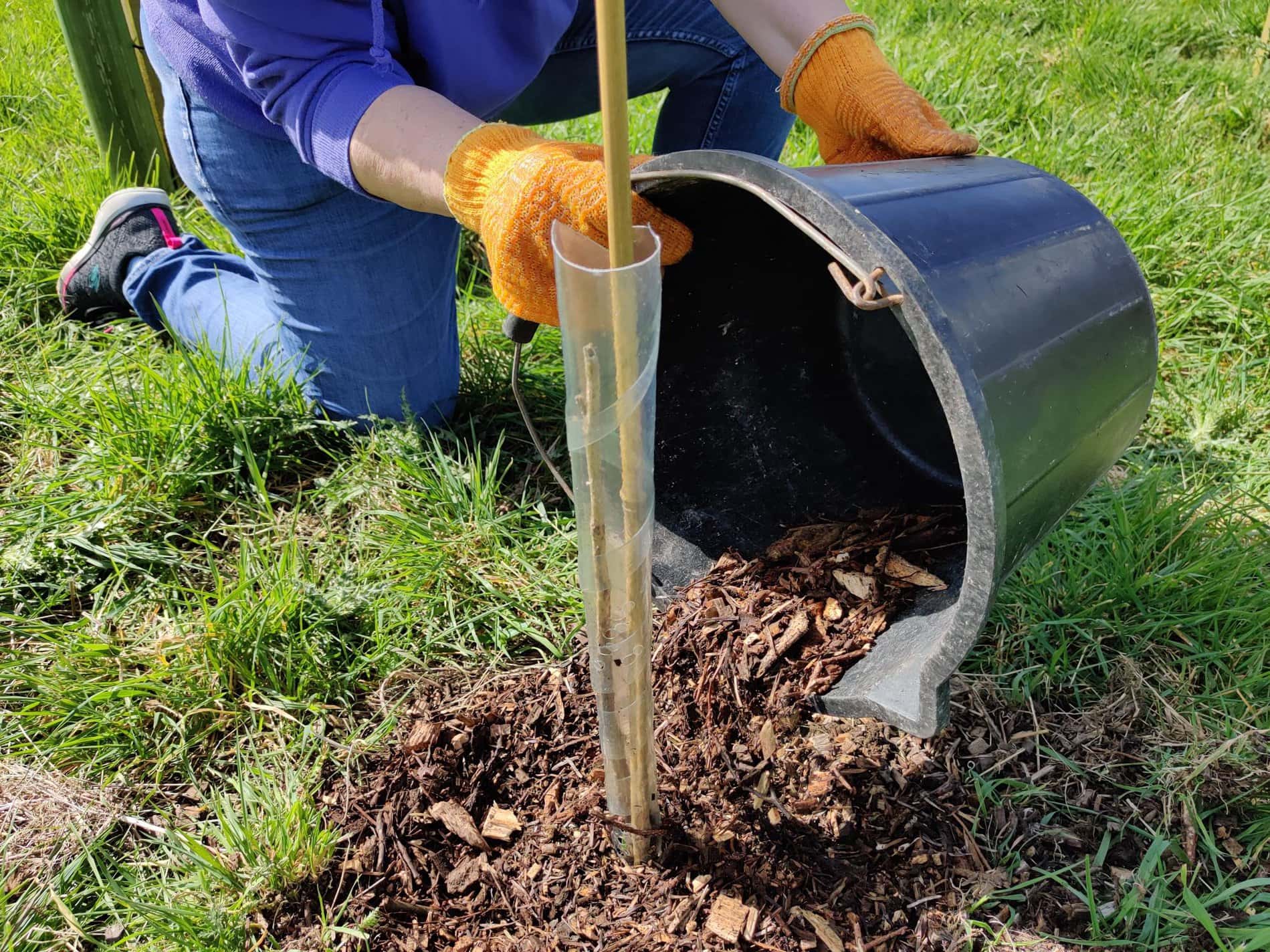HI Trees ‘mulch-o-meter’ returns for Tree Care day